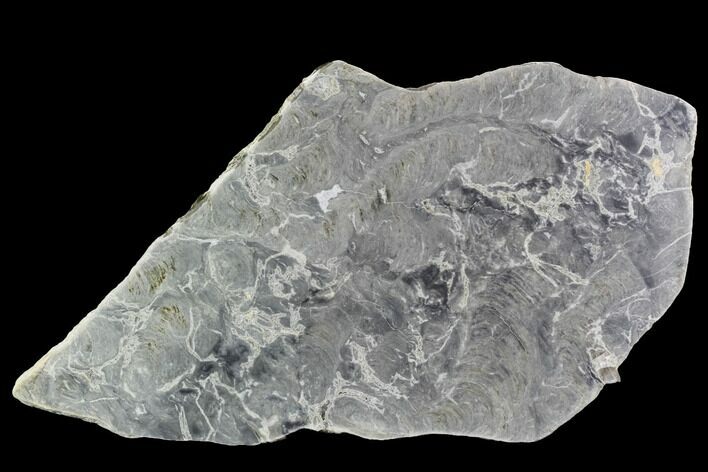 Polished, Pre-Cambrian Stromatolite (Pseudokussiella) Slab #91891